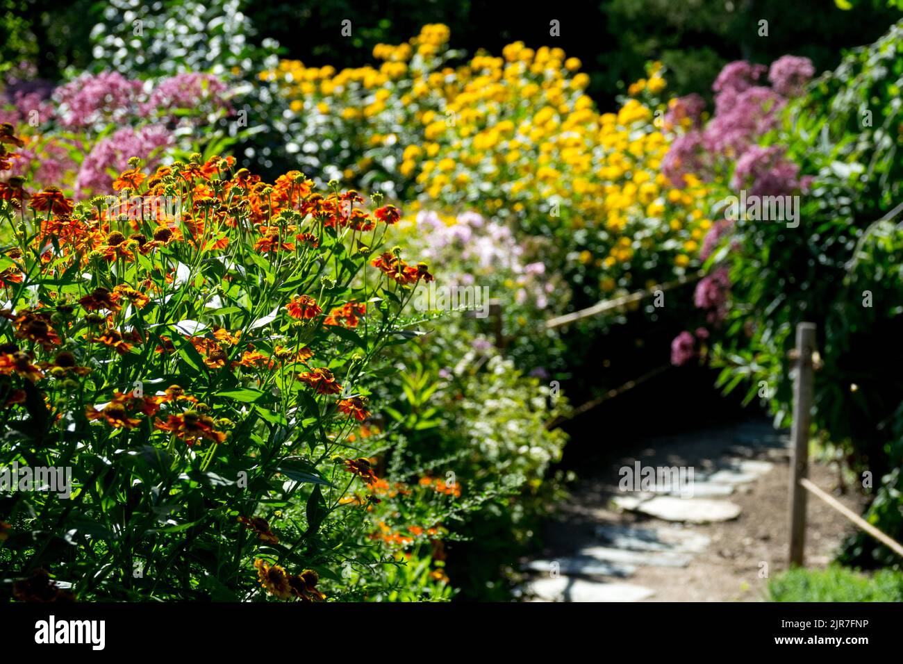 Pfad in bunt bewachsenen, aber gepflegten Garten Sommergarten Mehrjährige Grenze Helenium Falsche Sonnenblume Joe Pye Weed Orange Gelb Lila Blumen Stockfoto