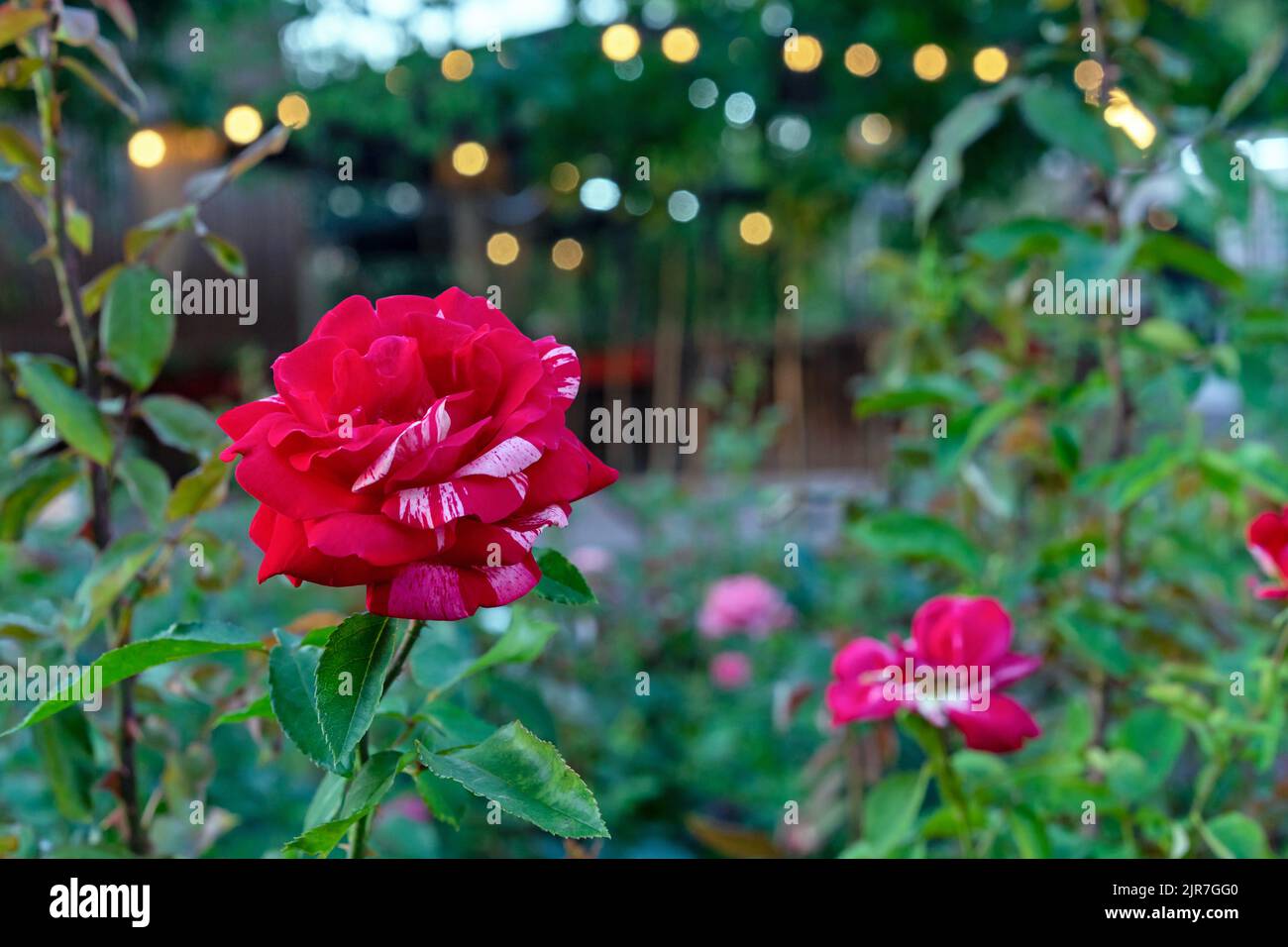 Zweifarbige rot-weiße Rose in grünen Blättern mit schönem Bokeh. Stockfoto