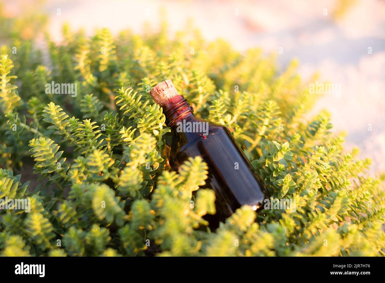 Flasche ätherisches Öl auf grüner Pflanze. Kleine braune Medizinflasche im Hintergrund der Natur. Hanföl aus biologischem CBD. Stockfoto