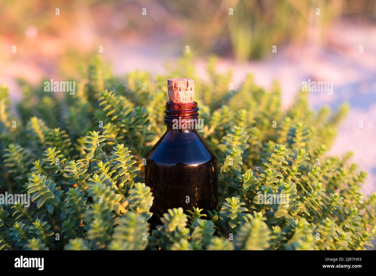 Flasche ätherisches Öl auf grüner Pflanze. Kleine braune Medizinflasche im Hintergrund der Natur. Hanföl aus biologischem CBD. Stockfoto
