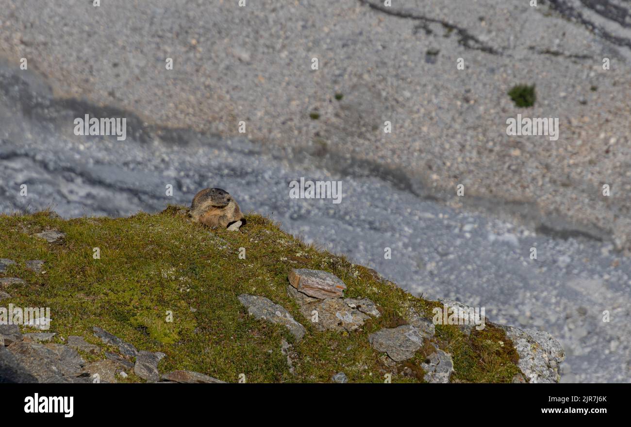 alpine Murmeltier sitzt an einem warmen Sommertag auf einer Wiese Stockfoto