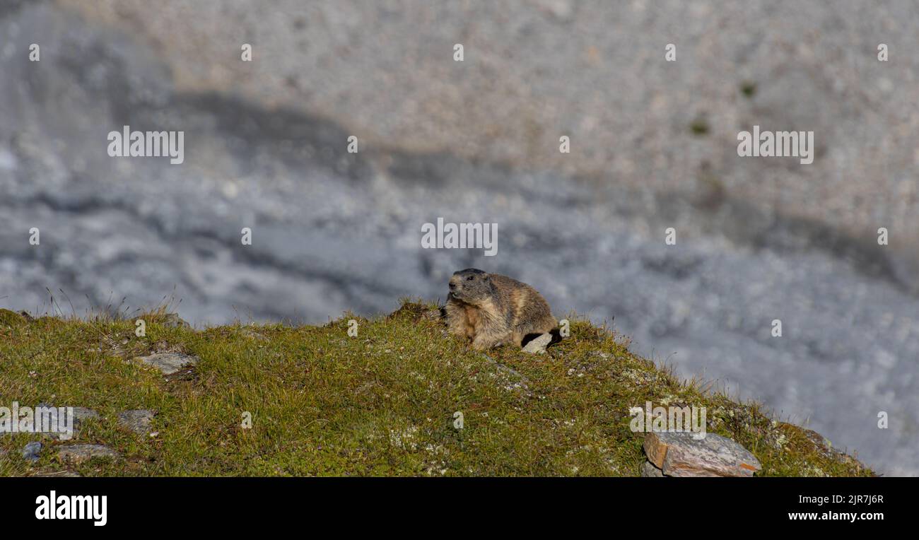 alpine Murmeltier sitzt an einem warmen Sommertag auf einer Wiese Stockfoto
