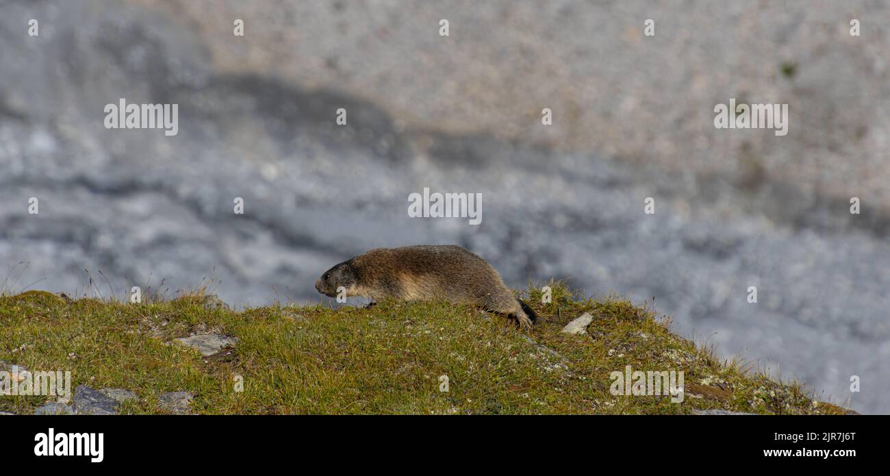 alpine Murmeltier sitzt an einem warmen Sommertag auf einer Wiese Stockfoto