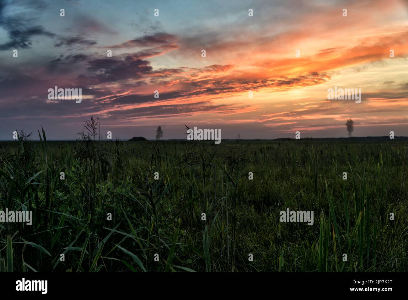 Sonnenuntergang über dem Sumpf im Sommer. Landschaft des Nationalparks Biebrza in Polen, Europa. Dramatische Wolken über der Wiese. Stockfoto
