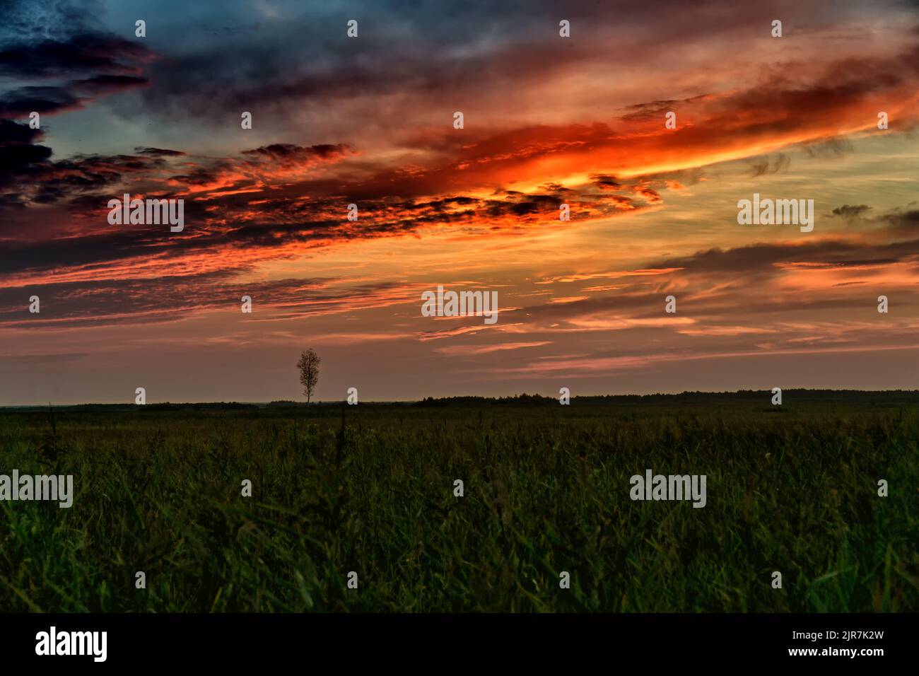 Sonnenuntergang über dem Sumpf im Sommer. Einsamer Baum am Horizont. Landschaft des Nationalparks Biebrza in Polen, Europa. Dramatische Wolken über der Wiese. Stockfoto