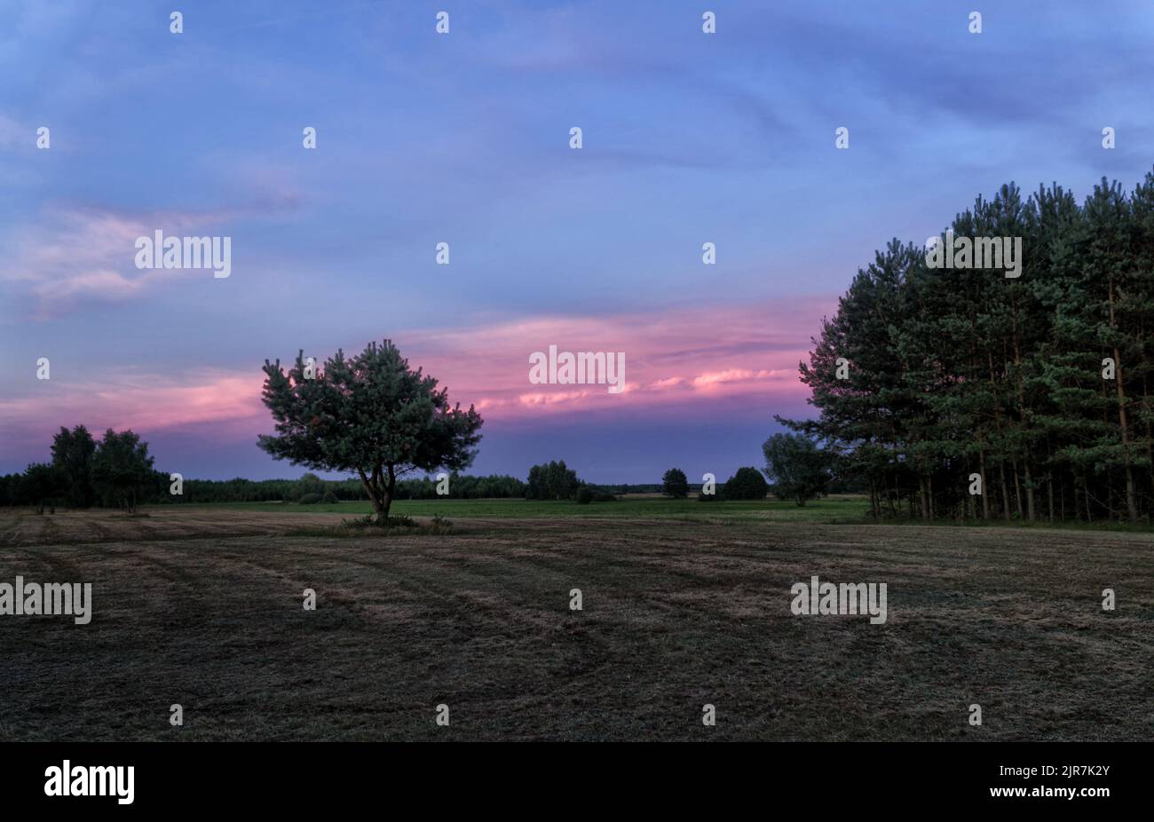 Sonnenuntergang über der Wiese mit Pinien im Sommer. Landschaft des Nationalparks Biebrza in Polen, Europa. Dramatische Wolken über dem Grasland. Stockfoto