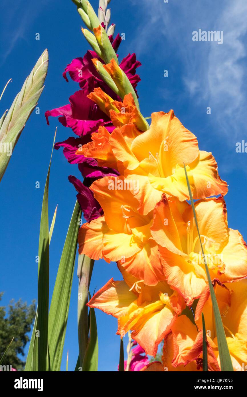 Gladiolus Blume, Gladioli Blühende Blumen zum Schneiden von Orangenblüten Stockfoto