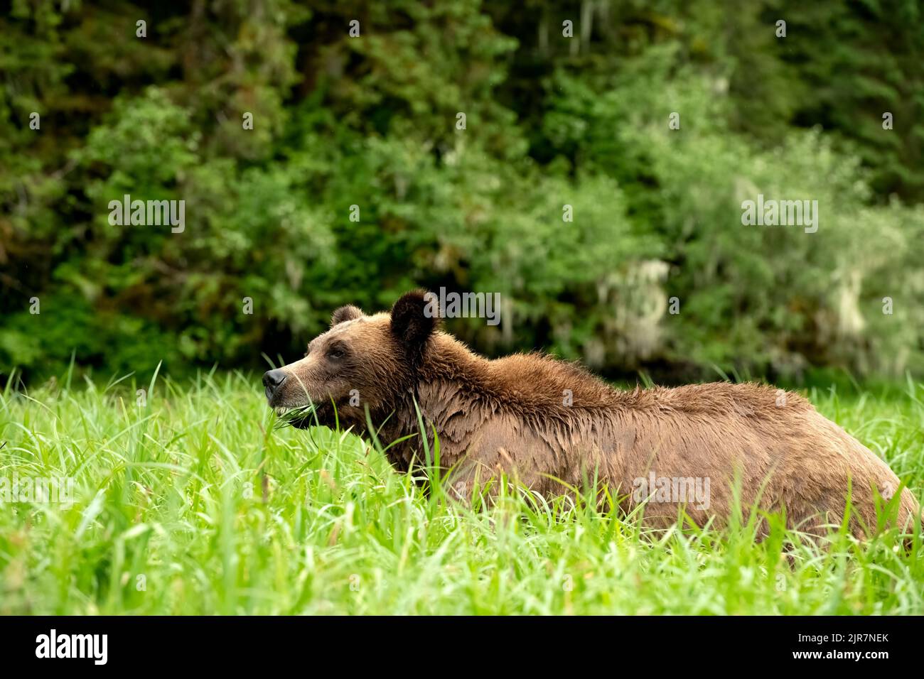 Ein Grizzlybär im Khutzeymateen Sanctuary im Norden von British Columbia, Kanada Stockfoto