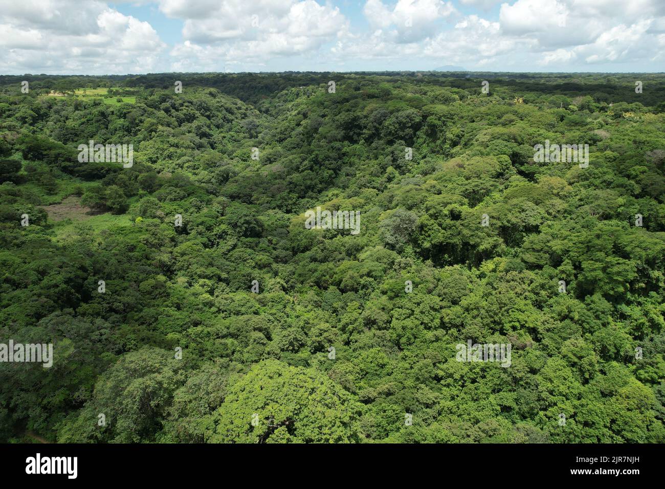 Blick auf die grüne Dschungellandschaft mit Drohnen an sonnigen Tagen Stockfoto