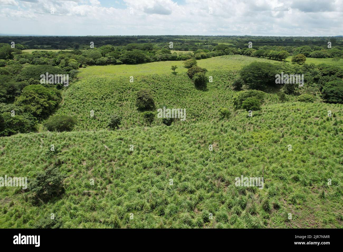 Plantage in tropischer Natur Hintergrund Luftdrohne Ansicht Stockfoto