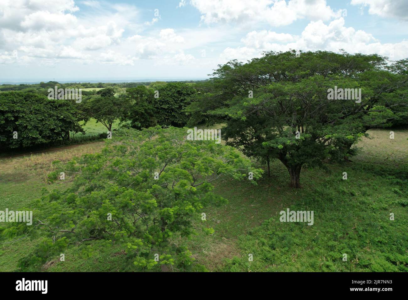 Baum im grünen Feld Luftbild mit blauem Himmel Hintergrund Stockfoto