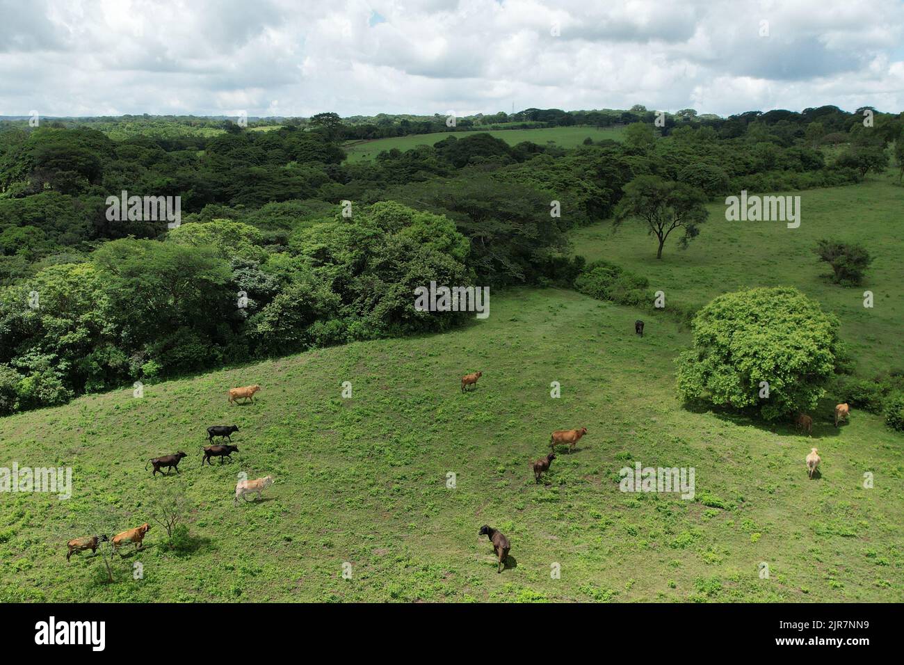 Eine Gruppe von Kühen geht auf der grünen Weide Luftdrohne Ansicht Stockfoto