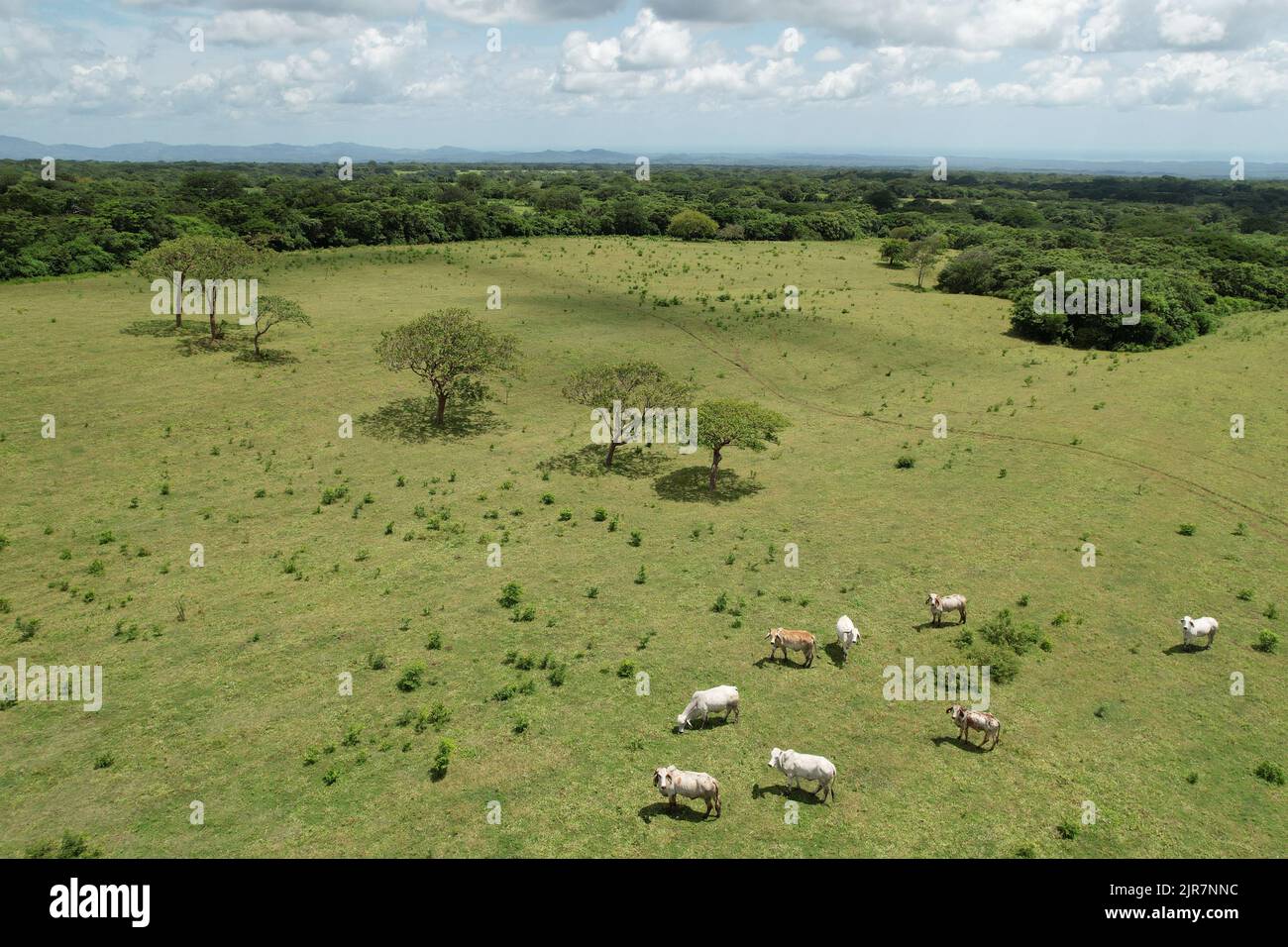 Naturtierfarm Thema. Großes grünes Feld für die Fütterung von Kühen Stockfoto