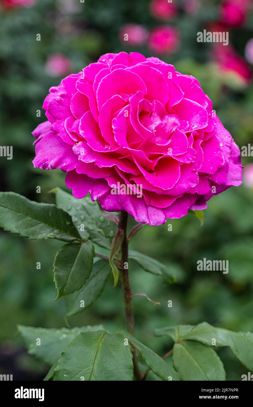 Blühende ‘Peter Mayle’ Hybrid Tea Rose Stockfoto
