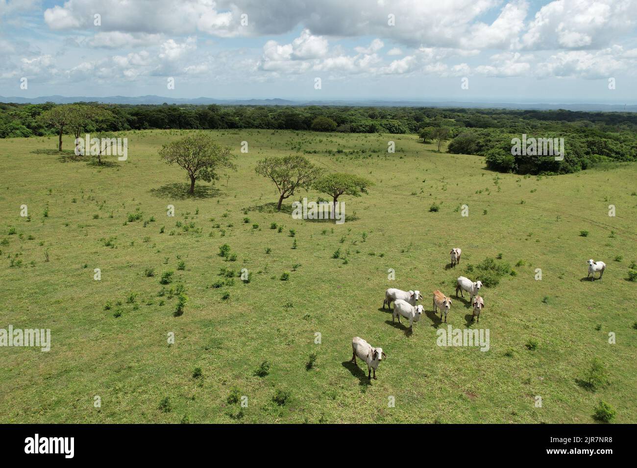 Weiße Kühe stehen auf dem grünen Feld Luftdrohne Ansicht Stockfoto