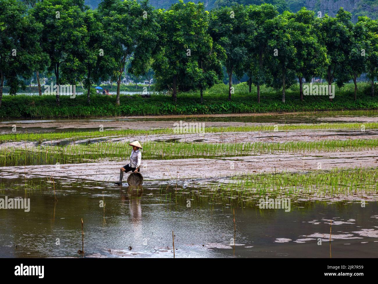 Eine große Baumreihe hilft diesem Reisbauer beim Reisanbau, indem sie den Wind blockiert, der den Boden wegblasen könnte. Stockfoto