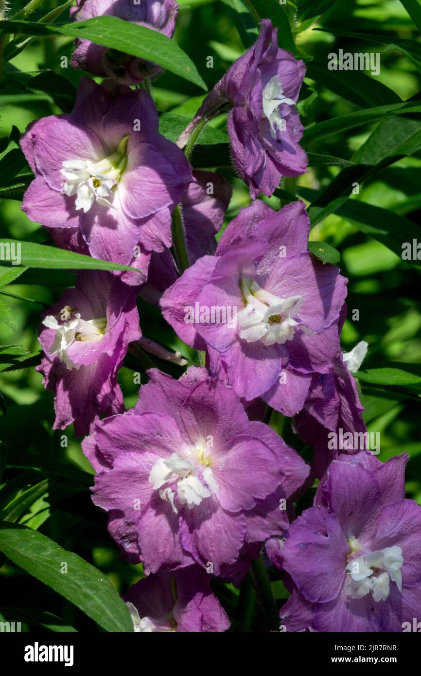 Violette Delphinium 'Dusky Maidens' Blüten Stockfoto