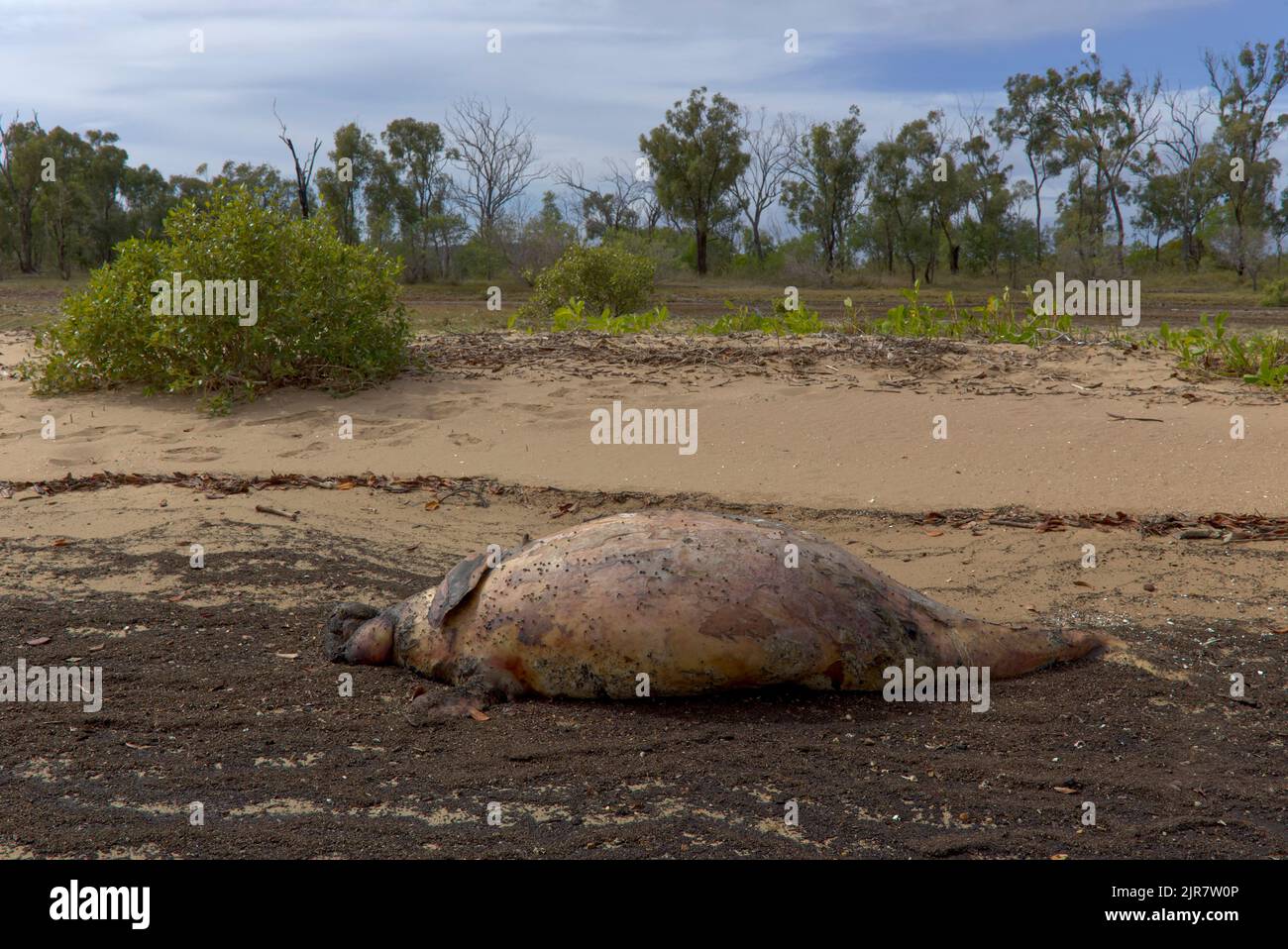 Ein verstorbener Dugong, der an einem Sandstrand mit trockener Vegetation und Anzeichen für Umweltzerstörung liegt Stockfoto