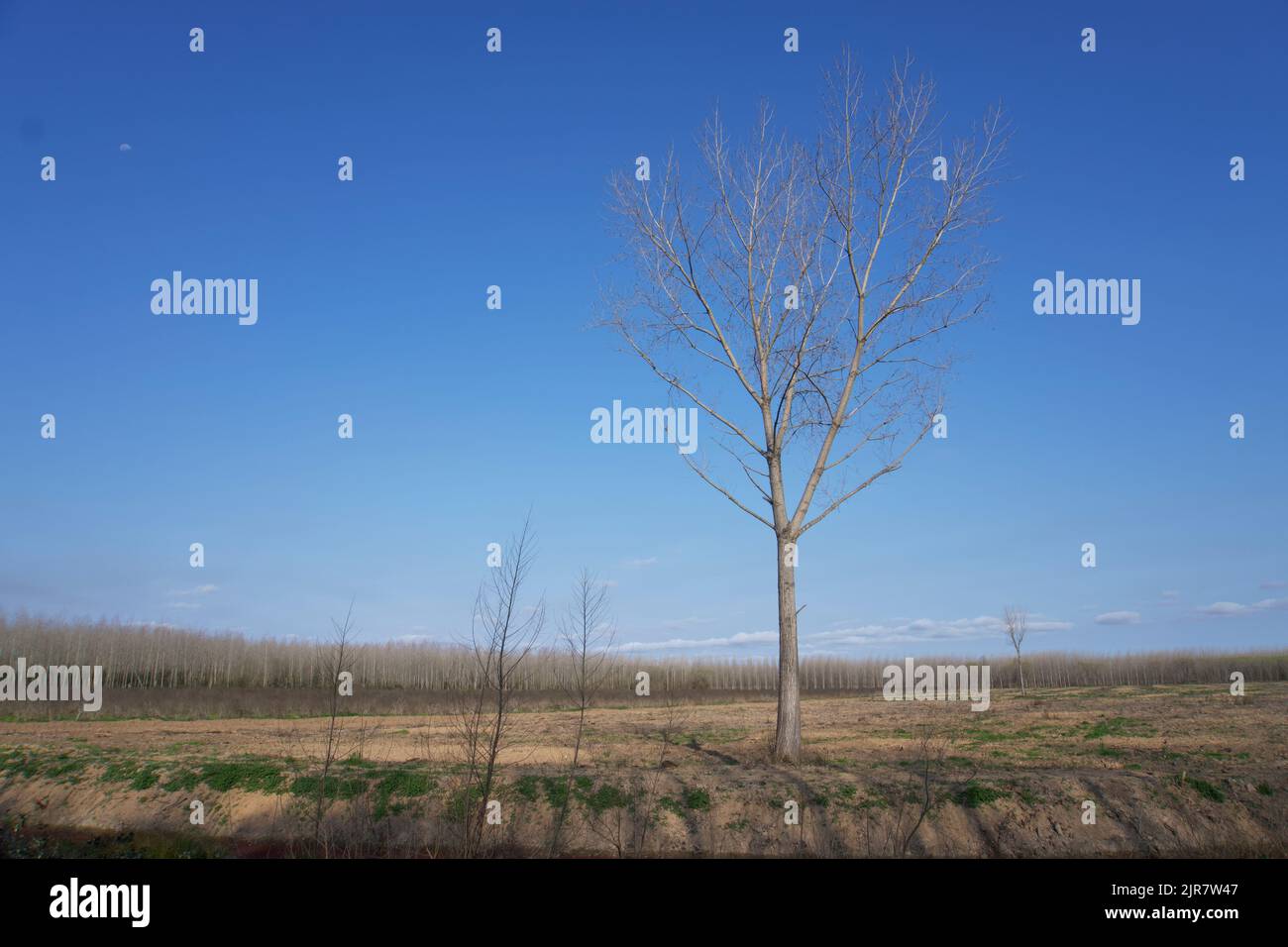 Landschaft auf dem Land Buenos Aires, argentinien. Stockfoto