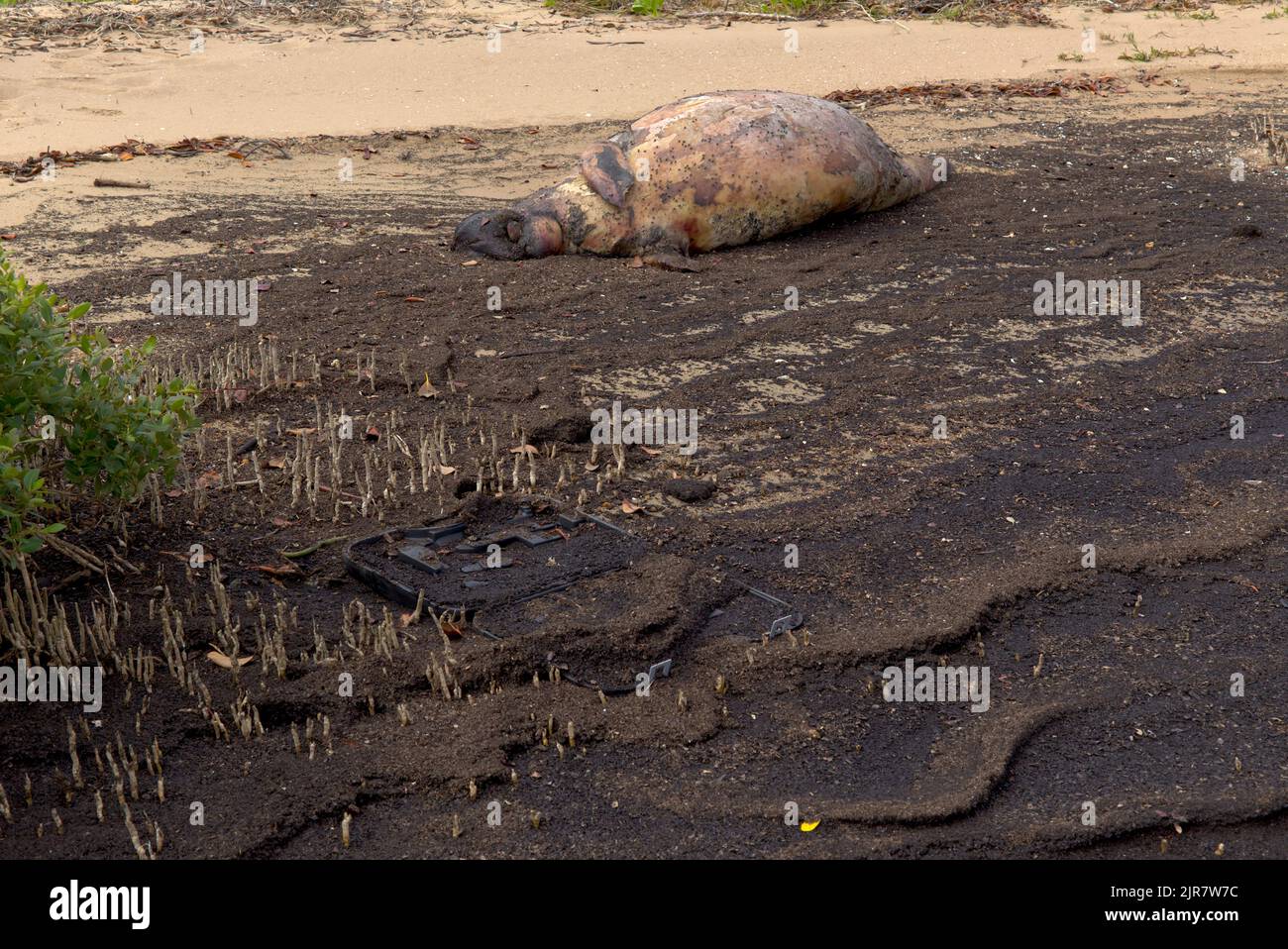 Ein verstorbener Dugong, der an einem Sandstrand mit trockener Vegetation und Anzeichen für Umweltzerstörung liegt Stockfoto