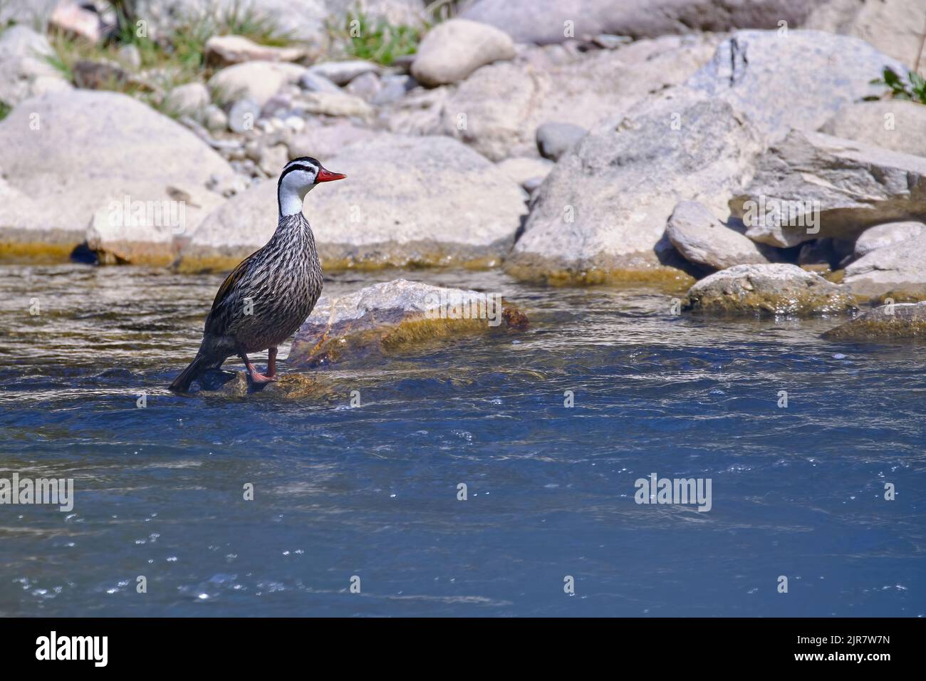 Torrent Duck (Merganetta armata), ein schönes und ungewöhnliches einsames Männchen einer Ente, das auf einem Felsen im Fluss thront. Stockfoto