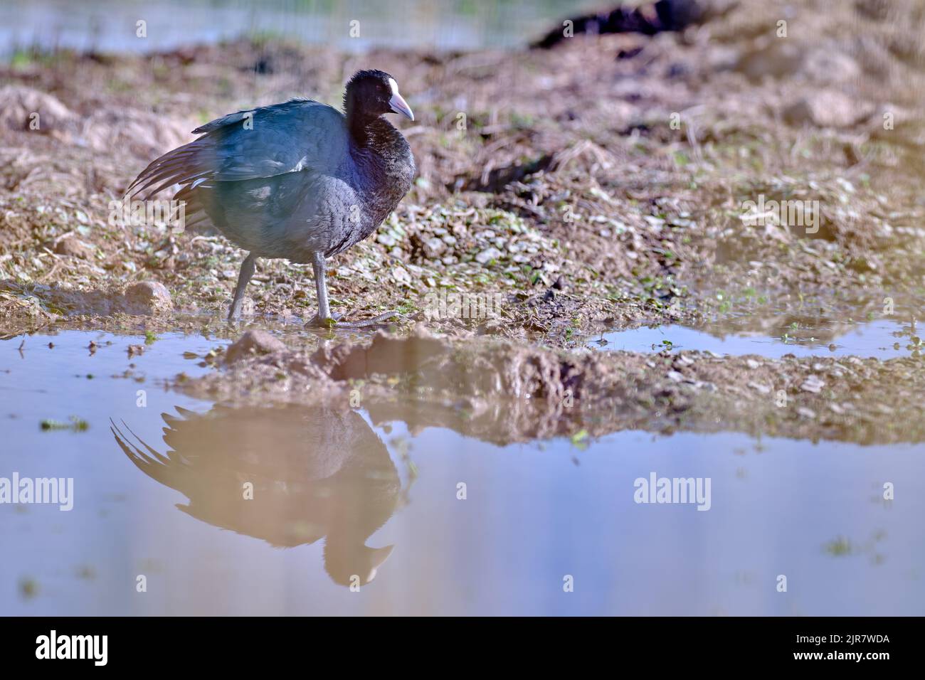 Andenhuhn (Fulica ardesiaca), schönes ausgewachsenes Exemplar, das auf der Suche nach Nahrung am Ufer der Lagune läuft. Stockfoto