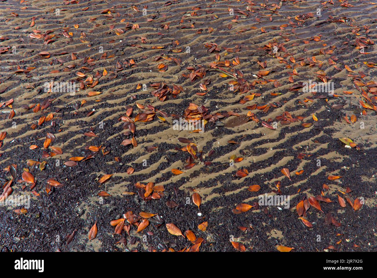 Herbstblätter verstreut an einem gewellten Sandstrand mit komplizierten Mustern und Texturen. Curtis Island Queensland Australien Stockfoto