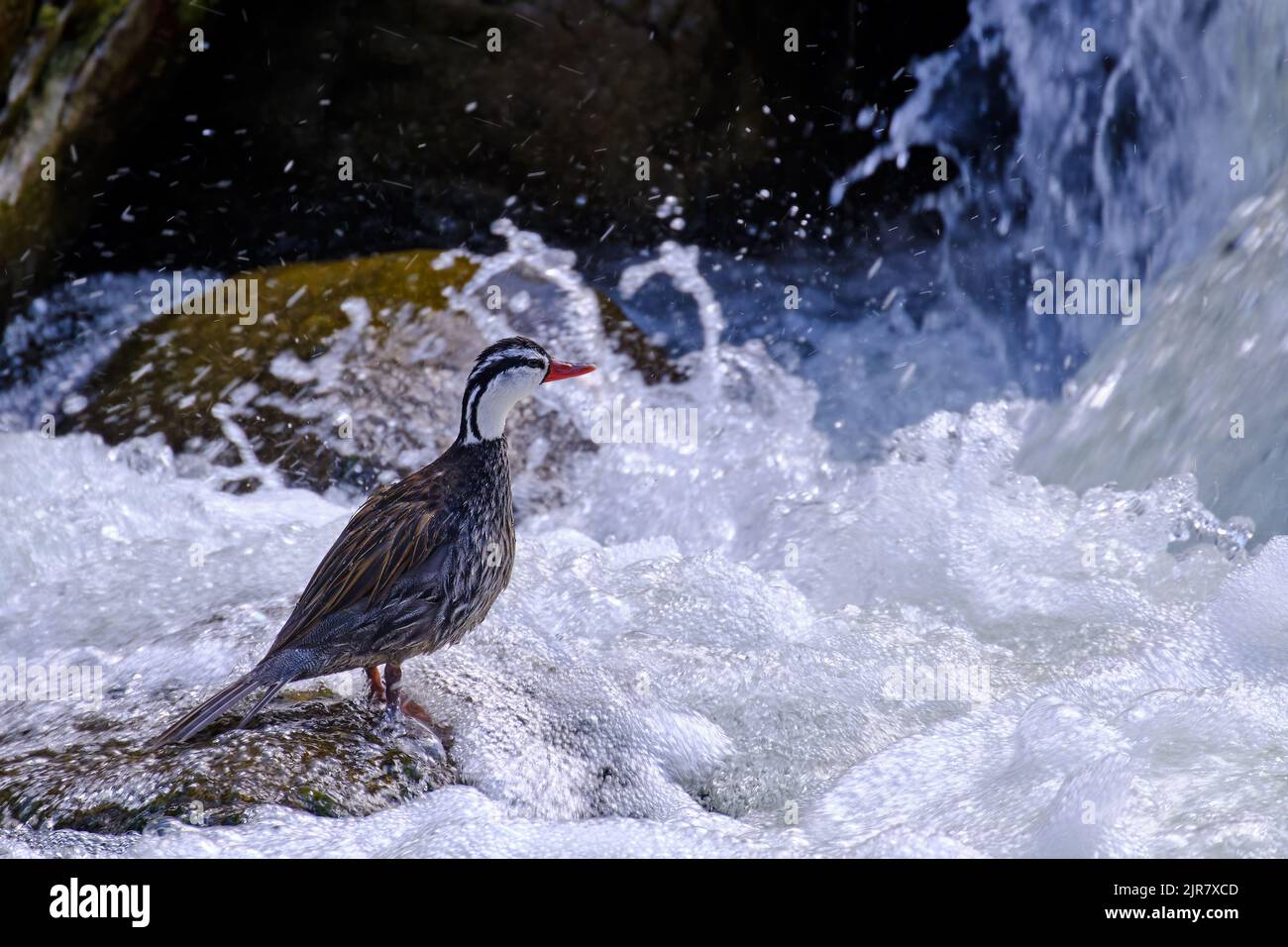 Torrent Duck (Merganetta armata), ein schönes und ungewöhnliches einsames Männchen einer Ente, das auf einem Felsen im Fluss thront. Stockfoto