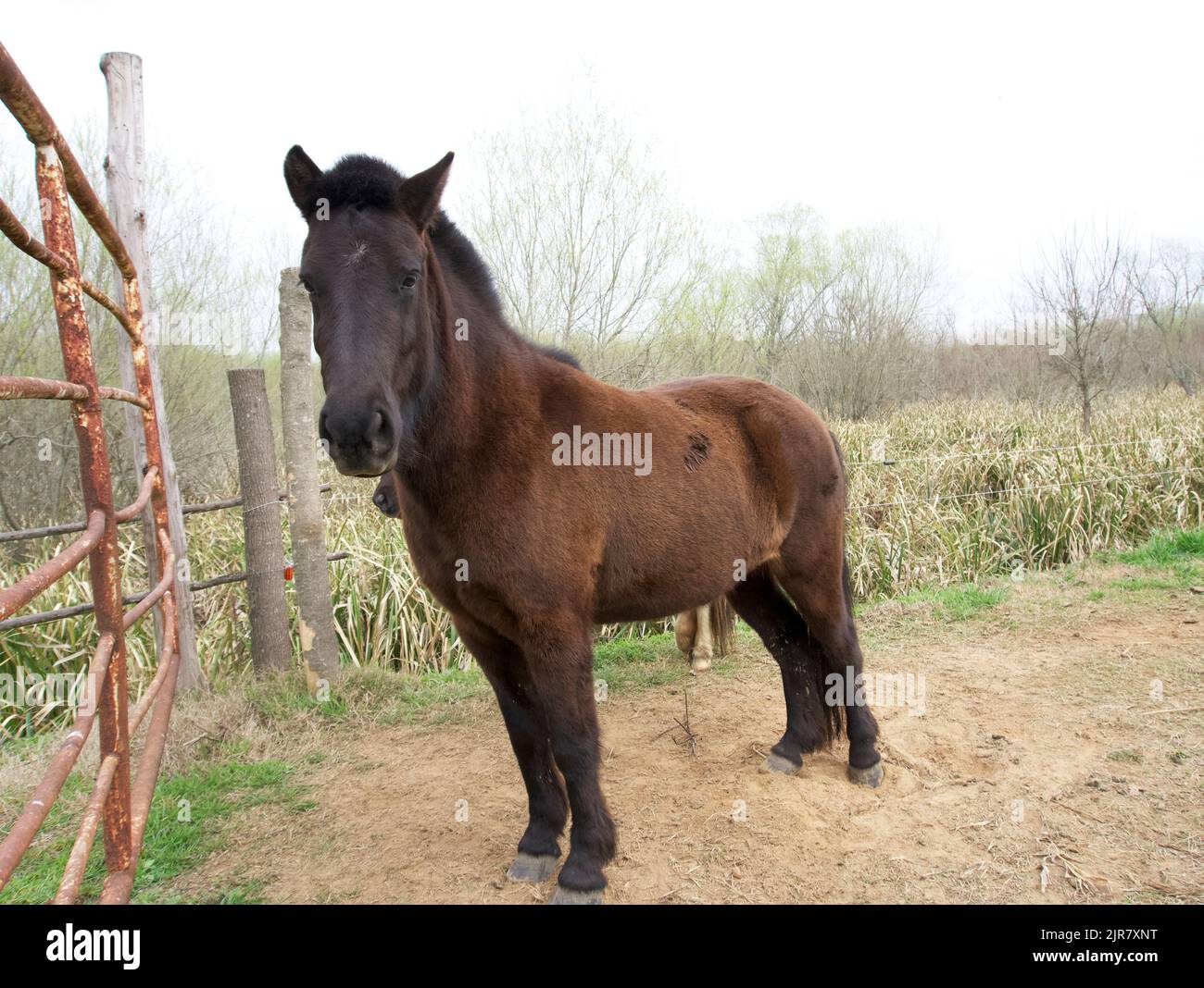 Pferde warten darauf, das Tor zu öffnen. Stockfoto