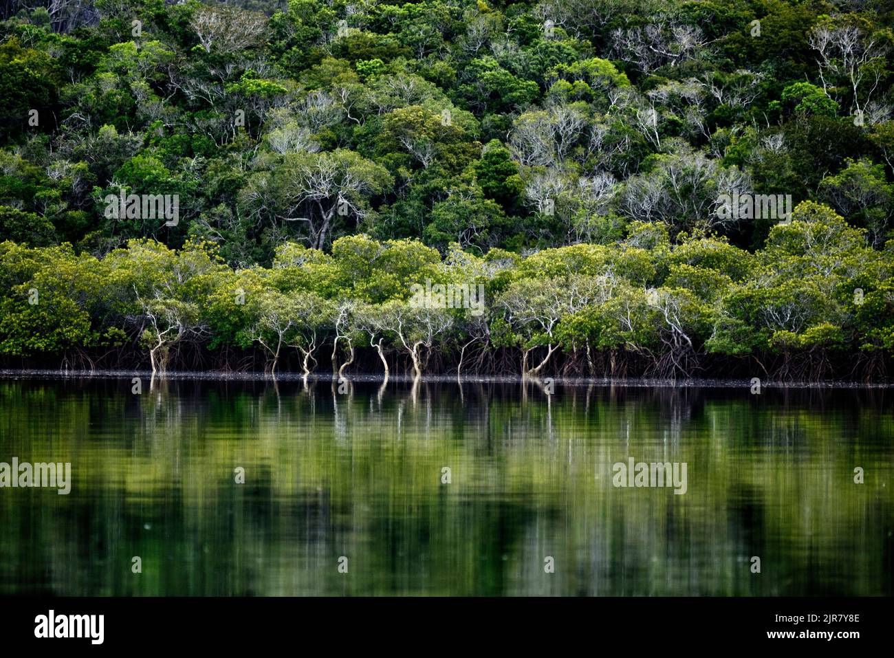 Mangroven Graham Creek Curtis Island Queensland Australien Stockfoto Mangroven Graham Creek Curtis Island Queensland Australien Stockfoto