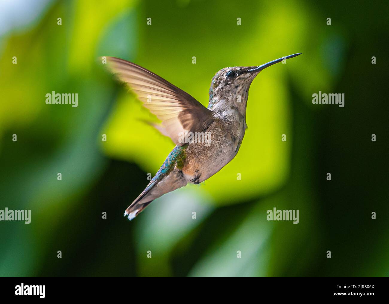 Kolibris. In einem bewachsenen Garten in Barrie Ontario fliegen die kleinsten Vögel zu den bunten Blumen, um sich vom süßen Blütennektar zu ernähren. Stockfoto