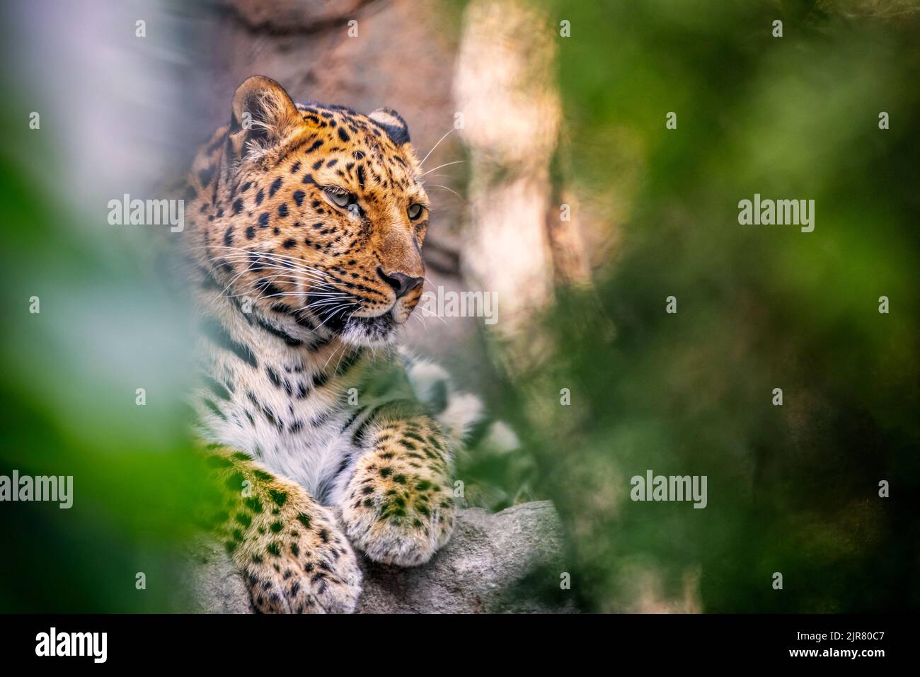 Schöner Amur Leopard, der auf einem Felsen in einer Waldausstellung in einem lokalen Zoo ruht. Stockfoto