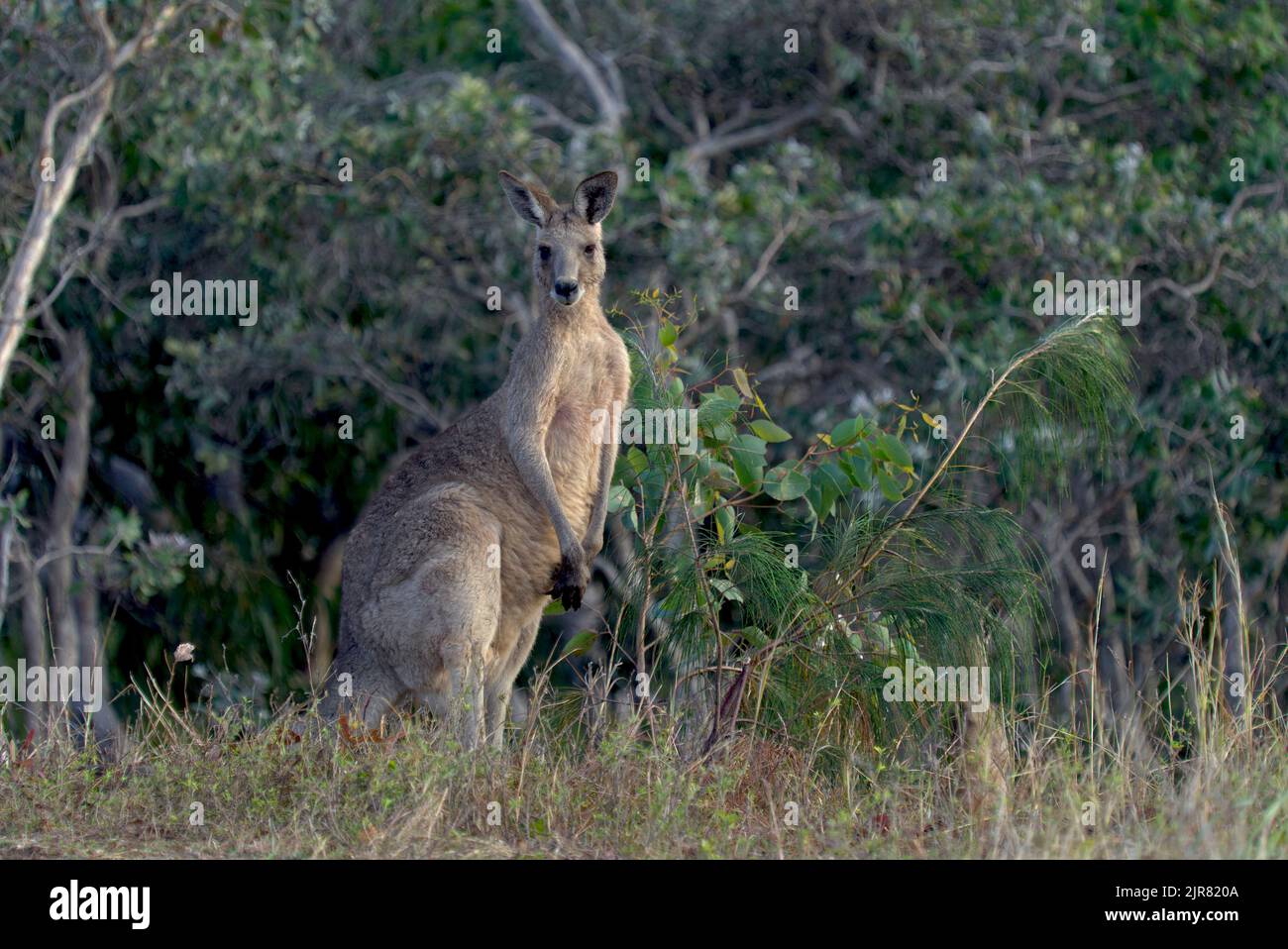 Östliches graues Känguru, wachsam in einem natürlichen Grünland-Lebensraum mit Büschen und Bäumen im Hintergrund Stockfoto