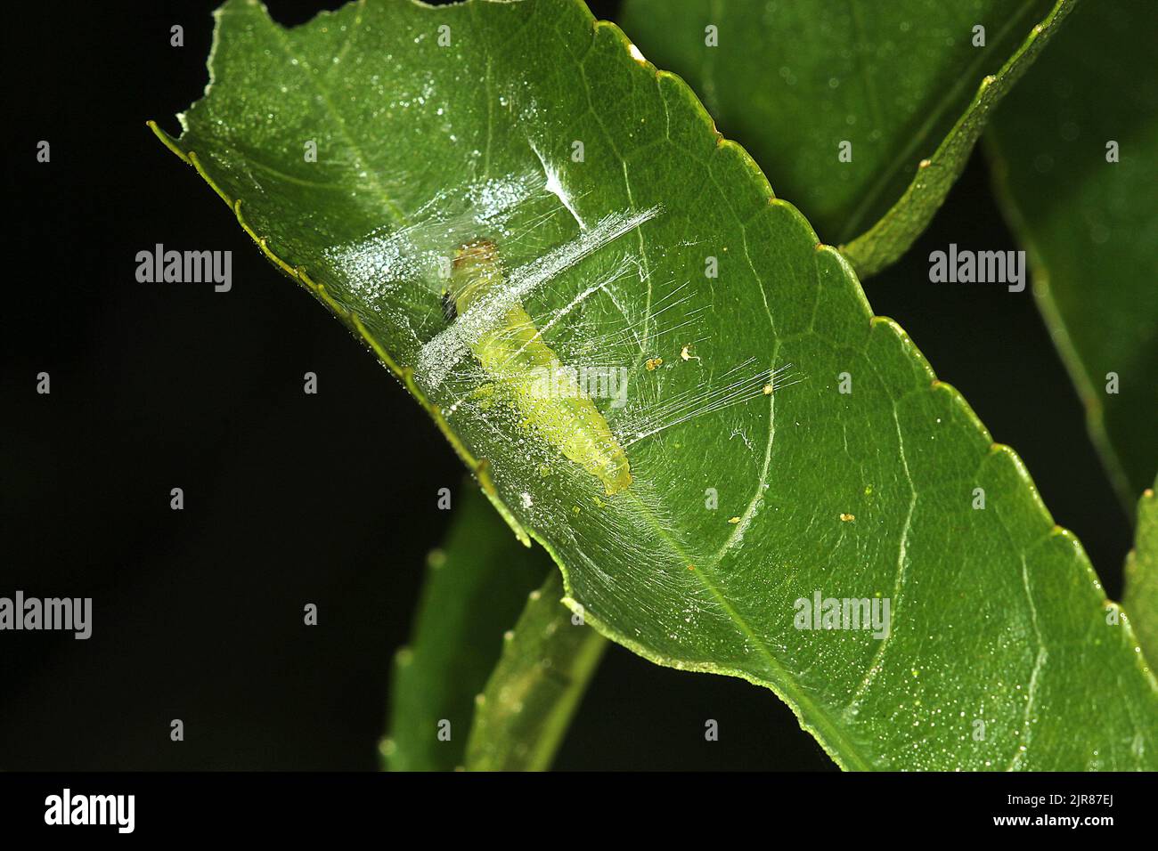 Kawakawa Looper Raupe Spinning Cocoon ( Stockfoto