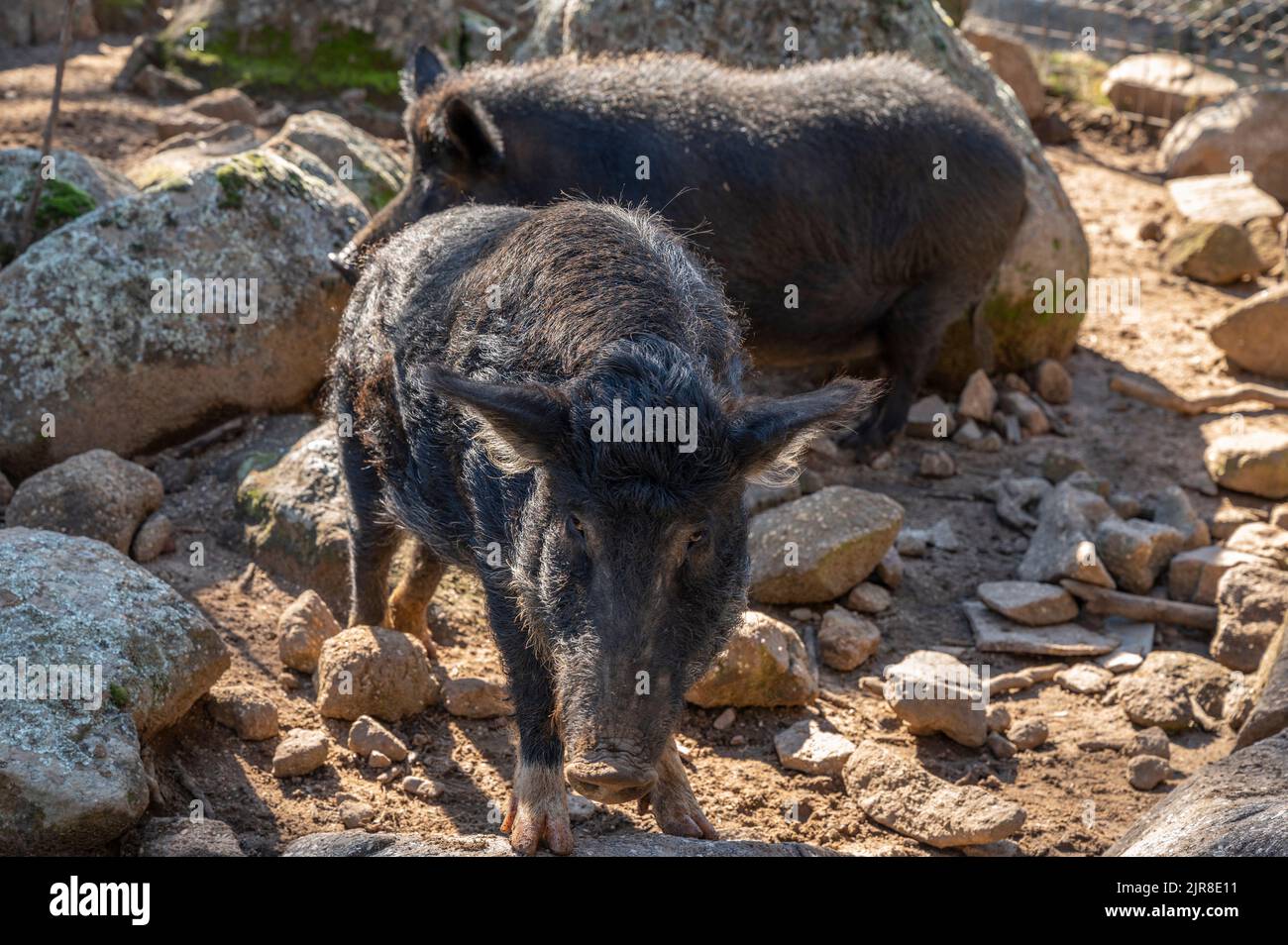 Feral Pigs auf der Green Valley Farm, Tingha, New South wales, australien Stockfoto