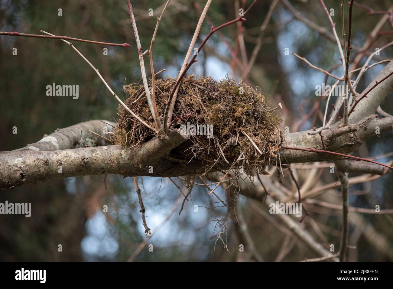 Nest eines Vogels auf dem Baum Stockfoto