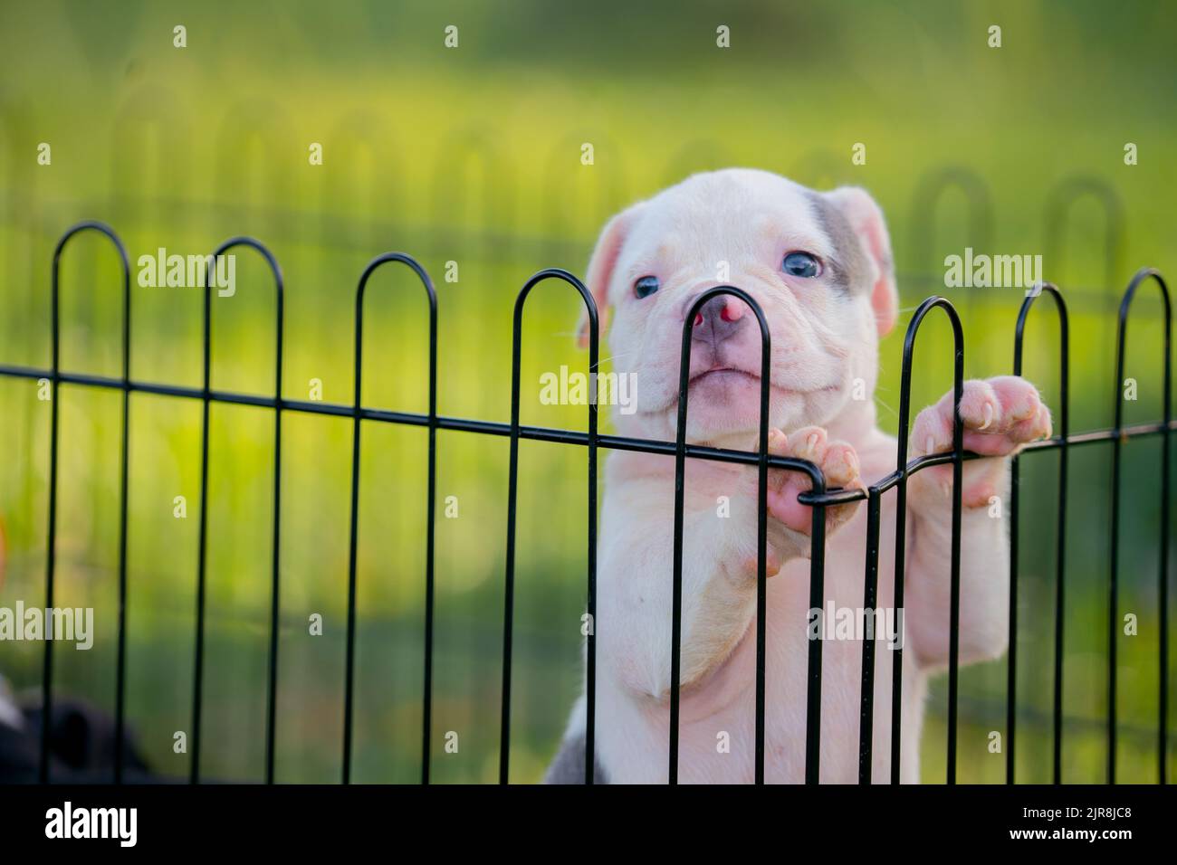 Weißer Pitbull-Welpe in einem Käfig. Stockfoto