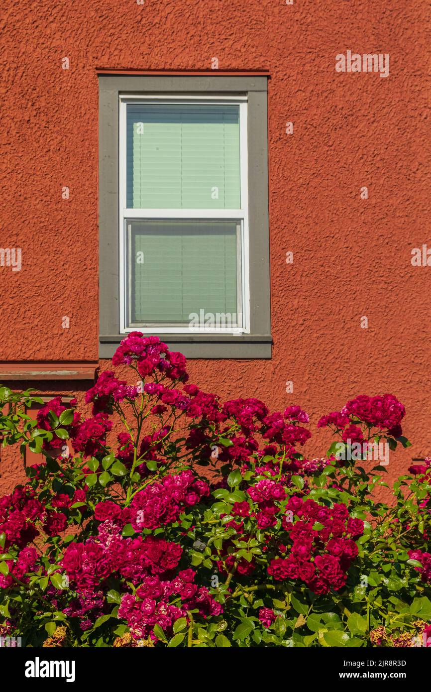 Haus mit Rosensträuchern, Sommerblumen. Schöne rote Rosen an der Fassade am Fenster des Hauses in der Straßenlandschaft. Stockfoto