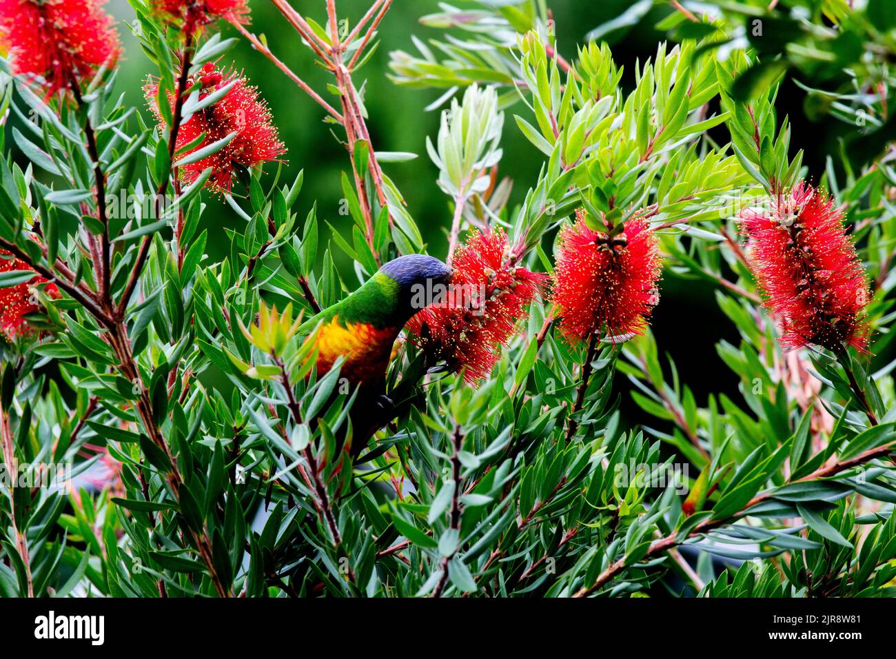 Rainbow Lorikeet saugen Honig aus einer Flaschenbürste Blume Stockfoto