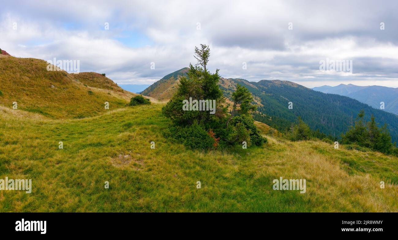 karpaten-Berglandschaft im Herbst. Naturkulisse mit buntem Gras auf dem Strymba-Grat. Bäume auf den Hügeln unter einem wolkigen Himmel Stockfoto