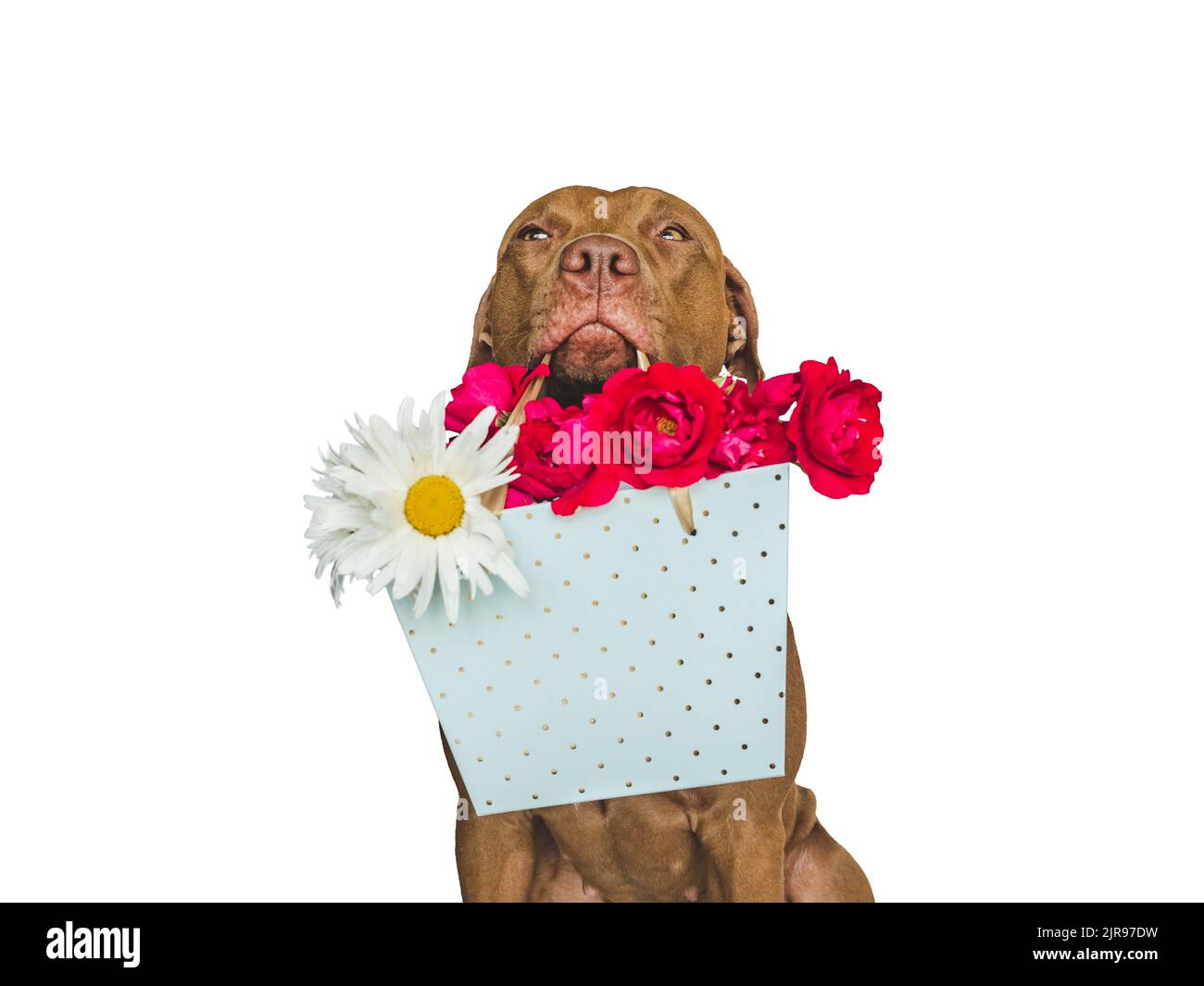 Liebenswerter, hübscher brauner Welpe und leuchtende Blumen Stockfoto