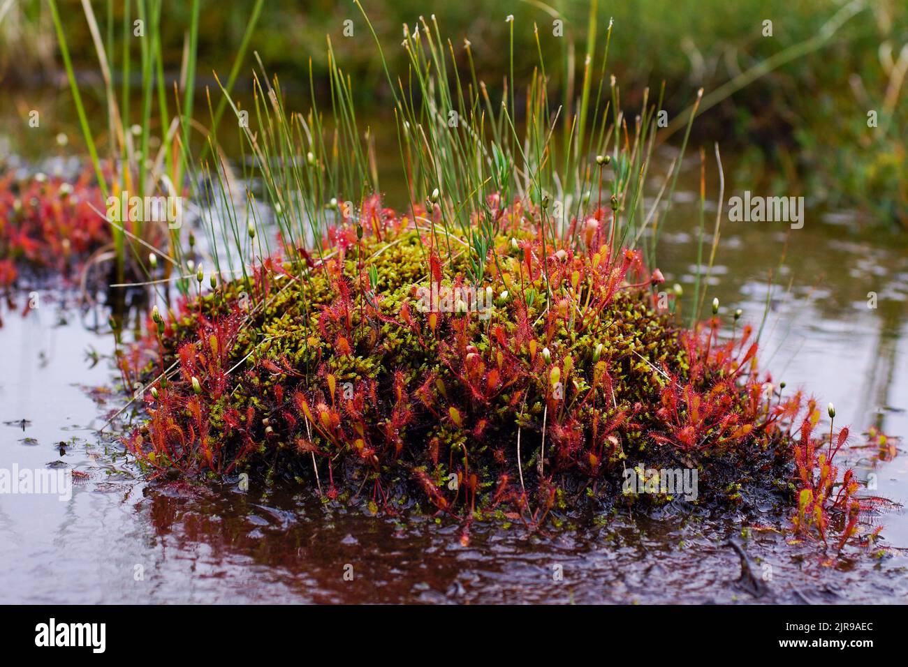 Englischer Sonnentau (Drosera anglica) auf einer Vegetationsinsel in einem Teich, Norwegen Stockfoto