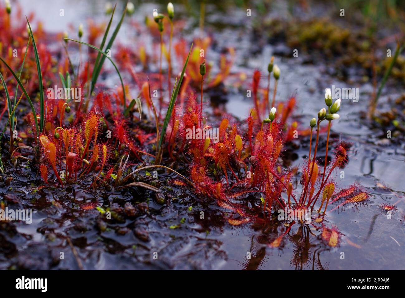 Englischer Sonnentau (Drosera anglica) in feuchtem Lebensraum in Nordnorwegen Stockfoto