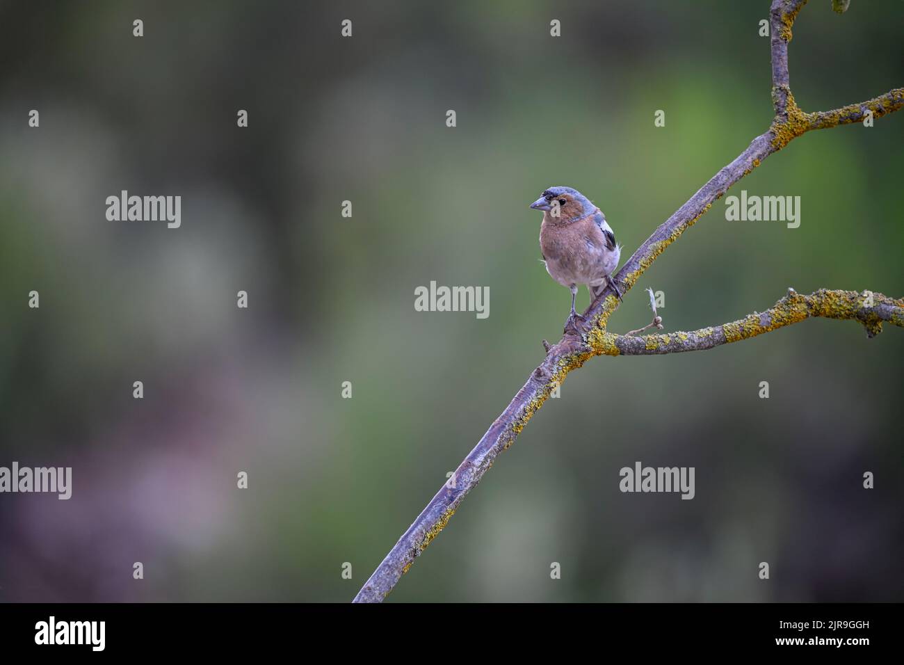 Männlicher gemeiner Chaffinch, der auf Zweigen thront und nach Raubvögeln Ausschau nimmt. Stockfoto