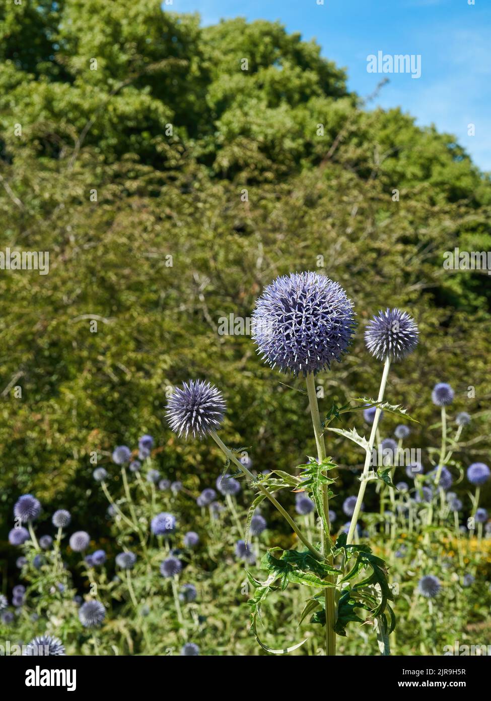 Ein Sternbild aus violettem Globus stistelt in hellem Sonnenlicht vor einem defokussierten Hintergrund aus grünen Bäumen und blauem Himmel. Stockfoto