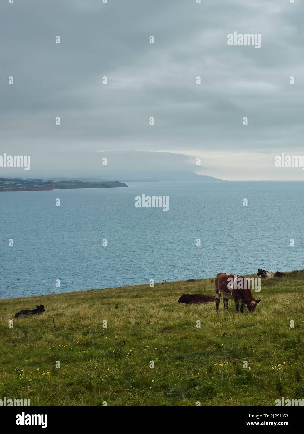 Eine dicke, trübe Nebelbank rollt über die Süßwasserspitze über die Bucht, während die vergessenen Kühe weiden und sich ausruhen. Stockfoto