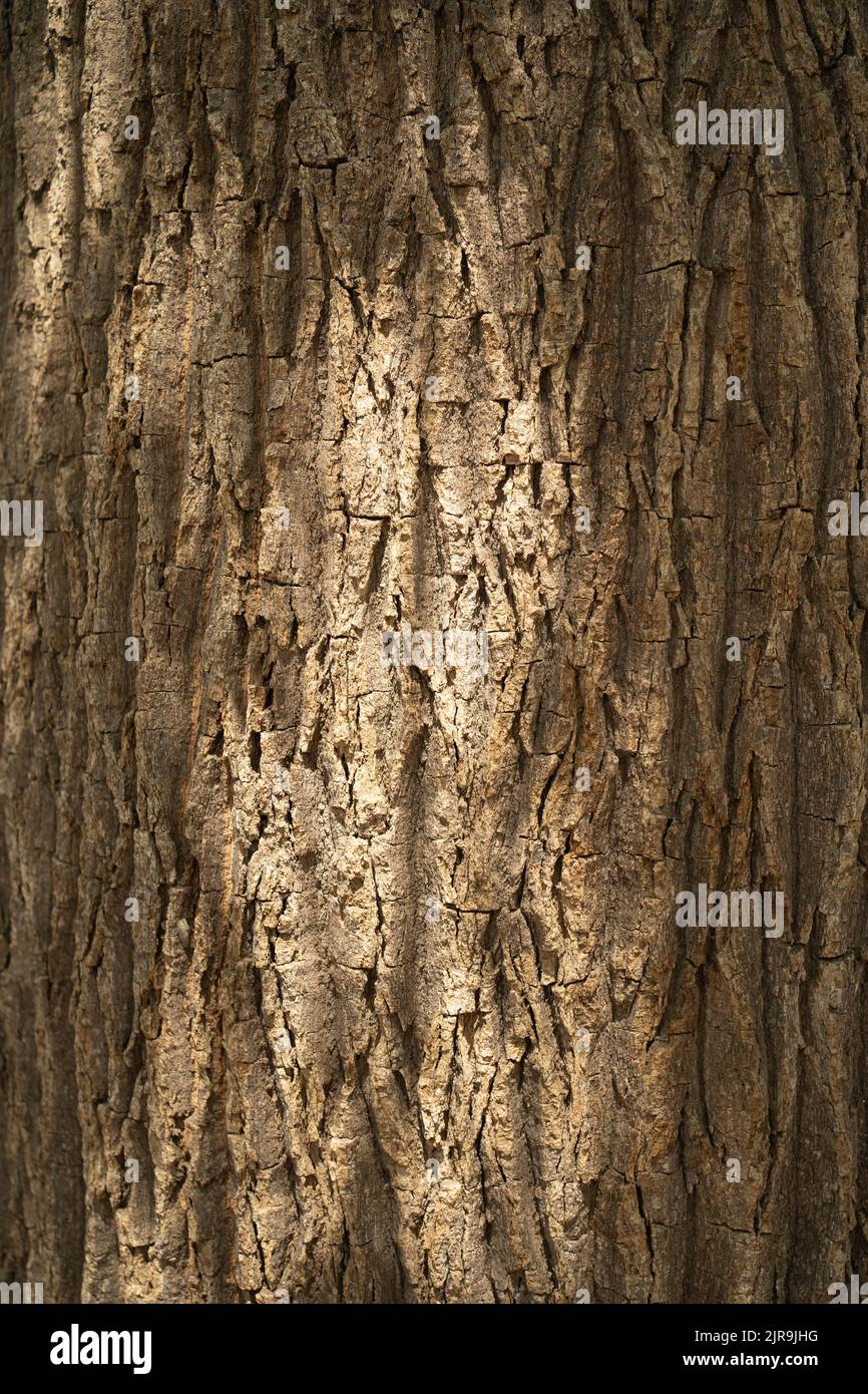 Holzrinde mit morgendlicher Sonneneinstrahlung Stockfoto