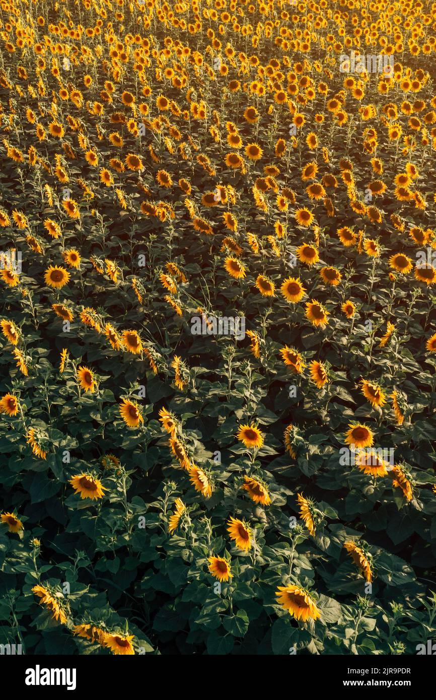 High-Angle-Ansicht des blühenden Sonnenblumenplantage Feld aus Drohne Sicht im Sommer Sonnenuntergang Stockfoto