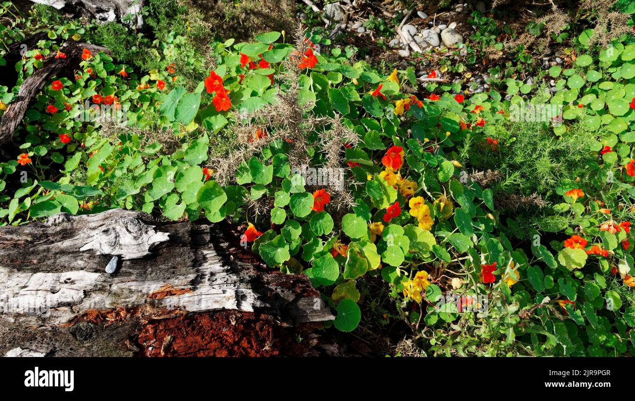 Eine sehr gesunde Kapuzinerkresse mit orangefarbenen und gelben Blättern läuft im Garten grassierend. Stockfoto