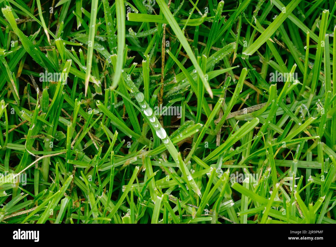 Kugelförmige Wassertröpfchen haben sich nach etwas Regen auf einem Grashalm angesammelt. Stockfoto